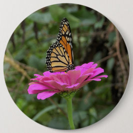 （昆虫）オオカバマダラ、モナーク蝶のピンクかわいらしの《植物》百日草の花 缶バッジ