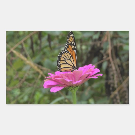 (昆虫)オオカバマダラ、モナーク蝶のピンクかわいらしの《植物》百日草の花 長方形シール (正面)