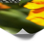 (昆虫)オオカバマダラ、モナーク蝶のピンクのマリゴールドのポスター ポスター (角)