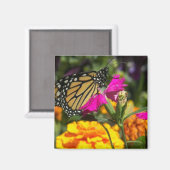 (昆虫)オオカバマダラ、モナーク蝶のピンクのマリゴールド磁石 マグネット (正面/裏面)