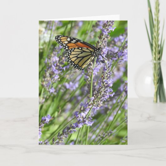 (昆虫)オオカバマダラ、モナーク蝶のラベンダーフィールド空白の カード (正面)