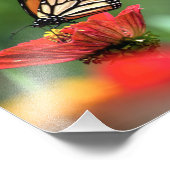 （昆虫）オオカバマダラ、モナーク蝶の受粉 フォトプリント            (角)