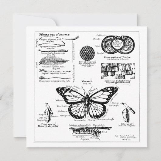 (昆虫)オオカバマダラ、モナーク蝶の情報 招待状 (正面)