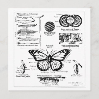 （昆虫）オオカバマダラ、モナーク蝶の情報 招待状