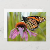 (昆虫)オオカバマダラ、モナーク蝶の紫色のベニバナの写真 ポストカード (正面/裏面)