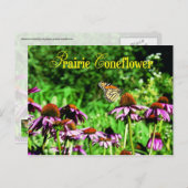 (昆虫)オオカバマダラ、モナーク蝶の紫色の草原の円錐花序 ポストカード (正面/裏面)