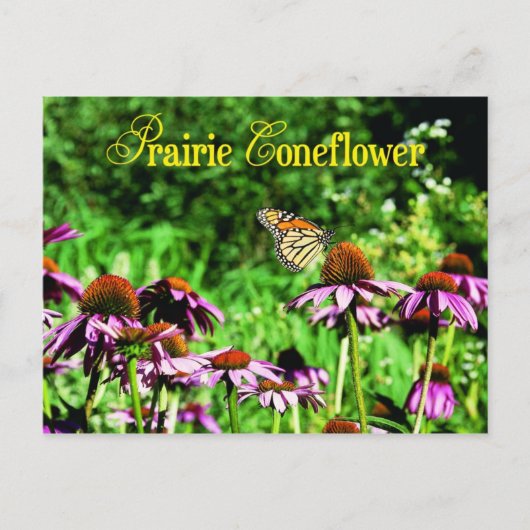 (昆虫)オオカバマダラ、モナーク蝶の紫色の草原の円錐花序 ポストカード (正面)