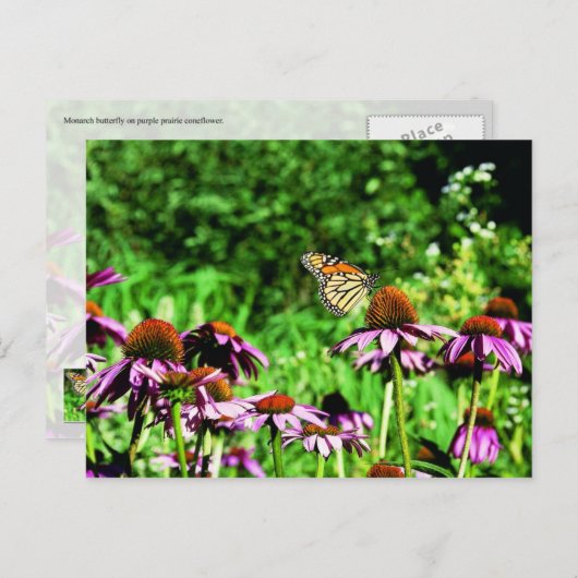(昆虫)オオカバマダラ、モナーク蝶の紫色の草原の円錐花序 ポストカード (正面/裏面)