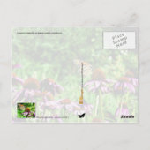 (昆虫)オオカバマダラ、モナーク蝶の紫色の草原の円錐花序 ポストカード (裏面)