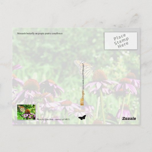 (昆虫)オオカバマダラ、モナーク蝶の紫色の草原の円錐花序 ポストカード (裏面)