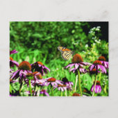 (昆虫)オオカバマダラ、モナーク蝶の紫色の草原の円錐花序 ポストカード (正面)