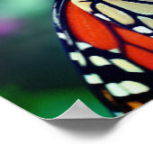 (昆虫)オオカバマダラ、モナーク蝶の花のクローズアップ ポスター (角)