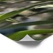 （昆虫）オオカバマダラ、モナーク蝶の花の水辺自然 ポスター (角)