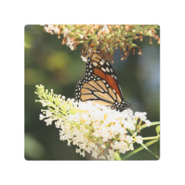 （昆虫）オオカバマダラ、モナーク蝶の花蜜 メタルプリント