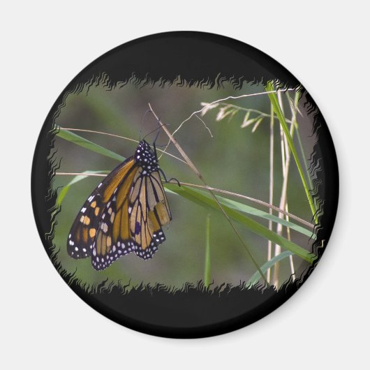 （昆虫）オオカバマダラ、モナーク蝶の花 マグネット (正面)