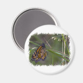 （昆虫）オオカバマダラ、モナーク蝶の花 マグネット (正面/裏面)