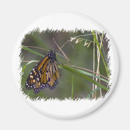 （昆虫）オオカバマダラ、モナーク蝶の花 マグネット (正面)