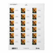 （昆虫）オオカバマダラ、モナーク蝶の菊の花 ラベル (フルシート)