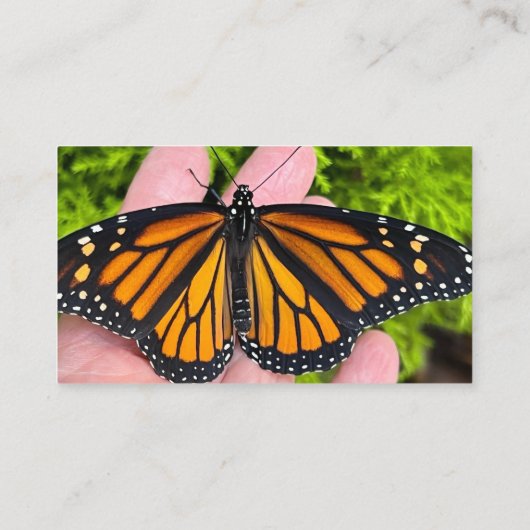 （昆虫）オオカバマダラ、モナーク蝶の菊の花 名刺 (裏面)