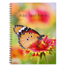 （昆虫）オオカバマダラ、モナーク蝶の赤と黄色の花