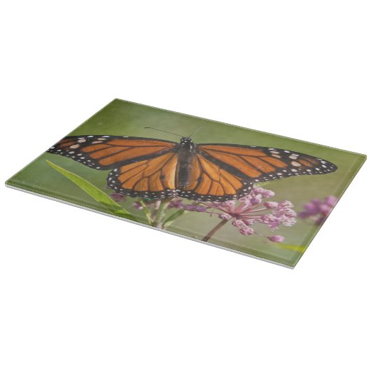 (昆虫)オオカバマダラ、モナーク蝶の雄オンスワンプミルクウィード カッティングボード (角)