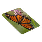 （昆虫）オオカバマダラ、モナーク蝶の雄オンスワンプミルクウィード マグネット (右側)