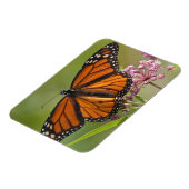 （昆虫）オオカバマダラ、モナーク蝶の雄オンスワンプミルクウィード マグネット (左側)