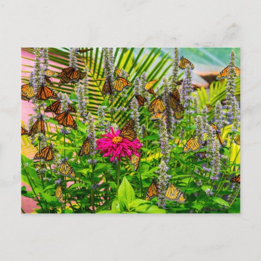 (昆虫)オオカバマダラ、モナーク蝶はがき ポストカード (正面)