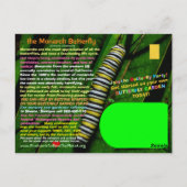 (昆虫)オオカバマダラ、モナーク蝶は絶滅危救済険にある – ポストカード (裏面)