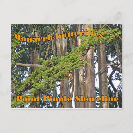 (昆虫)オオカバマダラ、モナーク蝶アットポイントピノールポストカード ポストカード (正面)