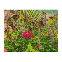 （昆虫）オオカバマダラ、モナーク蝶ウッドウォールアート14 x 11