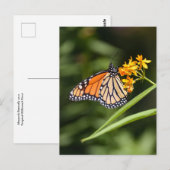 （昆虫）オオカバマダラ、モナーク蝶オントロピカルミルクウィード花 ポストカード (正面/裏面)