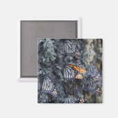 （昆虫）オオカバマダラ、モナーク蝶オンパインツリーシエラチンカ2 マグネット (正面/裏面)