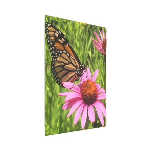 (昆虫)オオカバマダラ、モナーク蝶ピンクの花Jen Hanson撮影 メタルプリント (3/4)