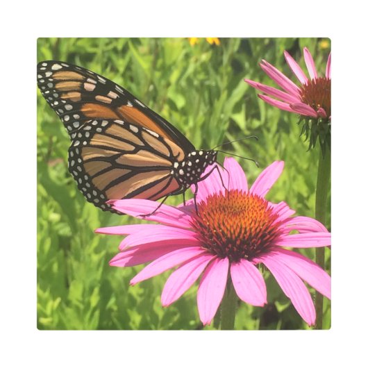 （昆虫）オオカバマダラ、モナーク蝶ピンクの花Jen Hanson撮影 メタルプリント (正面)