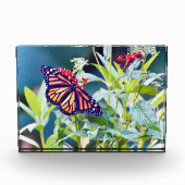 (昆虫)オオカバマダラ、モナーク蝶フォトブロック フォトブロック (正面)