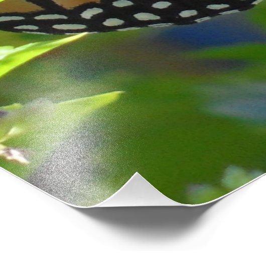 (昆虫)オオカバマダラ、モナーク蝶感動的引用文ポスター フォトプリント (角)