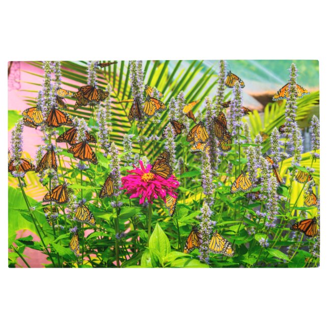 （昆虫）オオカバマダラ、モナーク蝶36 x 24メタルウォールアート メタルプリント (正面)