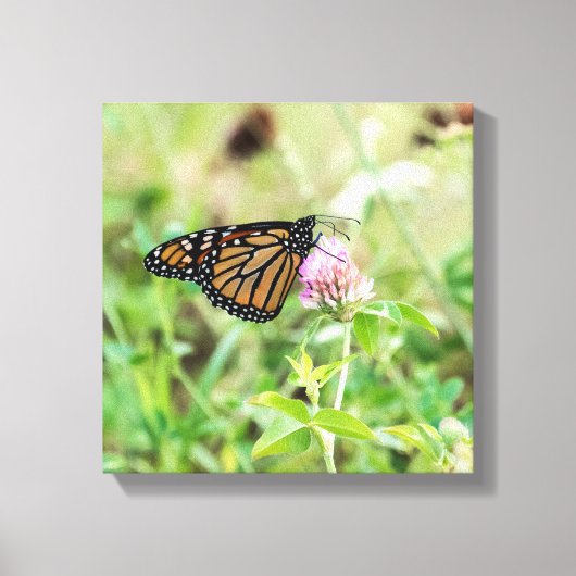 （昆虫）オオカバマダラ、モナーク蝶 キャンバスプリント (正面)
