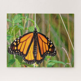 （昆虫）オオカバマダラ、モナーク蝶。 ジグソーパズル