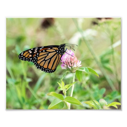 （昆虫）オオカバマダラ、モナーク蝶 フォトプリント            (正面)