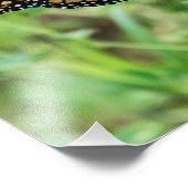 （昆虫）オオカバマダラ、モナーク蝶 フォトプリント            (角)