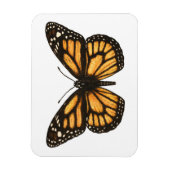 (昆虫)オオカバマダラ、モナーク蝶 マグネット (縦)