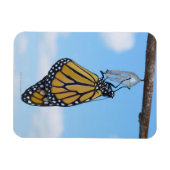 （昆虫）オオカバマダラ、モナーク蝶、Chrysalisと マグネット (横)