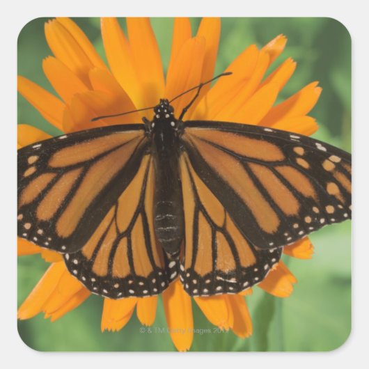 （昆虫）オオカバマダラ、モナーク蝶(Danaus plexippus)ポット スクエアシール (正面)