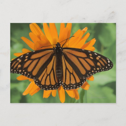 (昆虫)オオカバマダラ、モナーク蝶(Danaus plexippus)ポット ポストカード (正面)