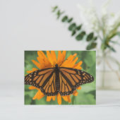(昆虫)オオカバマダラ、モナーク蝶(Danaus plexippus)ポット ポストカード (スタンド正面)