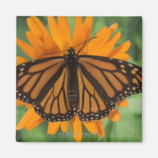(昆虫)オオカバマダラ、モナーク蝶(Danaus plexippus)ポット マグネット (正面)
