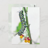 (昆虫)オオカバマダラ、モナーク軌跡はがき ポストカード (正面/裏面)