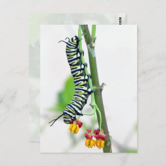 (昆虫)オオカバマダラ、モナーク軌跡はがき ポストカード (正面/裏面)